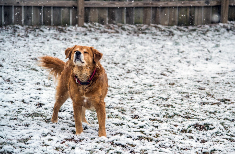 Your pet will love having space to run and play. Just one more reason why buying a house is worth it. Photograph of dog in the snow in a backyard with wood privacy fence.