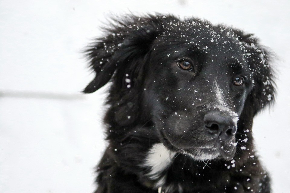 Your life as a pet parent in the winter is harder when you live in an apartment. Up close photograph of black dog in the snow.