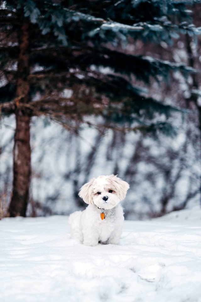 When nature calls, nature is closer to your pets when you own your own home. Photograph of small white dog in the snow.